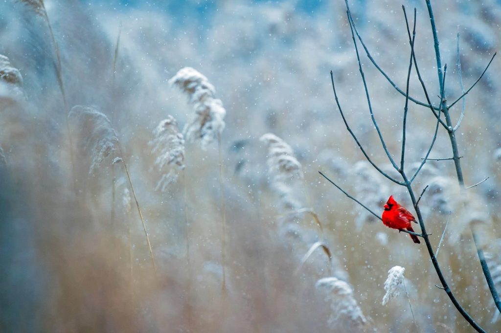 Snowbird, cardinal bird in snow-covered branches