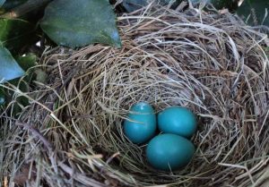 Incorporate Your Retirement Accounts in your Estate Planning